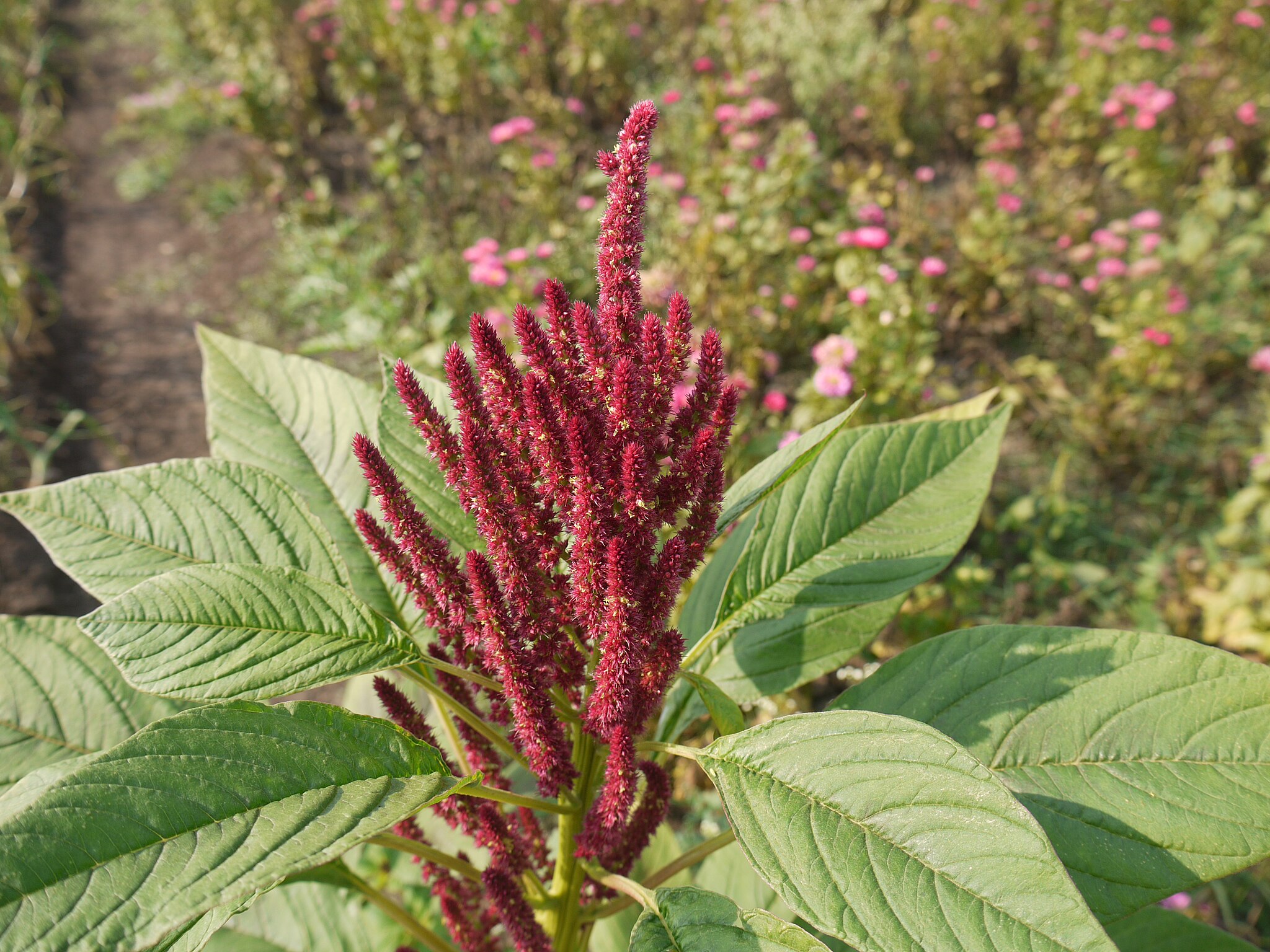 Why Amaranth?